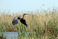 Ime datoteke=Rjava_caplja_Purple_heron_07.jpg
Velikost datoteke=168KB
Dimenzija=800x552
Datum objave=19.06.2010 Rjava_caplja_Purple_heron_07.jpg