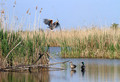 Ime datoteke=Rjava_caplja_Purple_heron_08.jpg
Velikost datoteke=150KB
Dimenzija=800x547
Datum objave=02.07.2010 Rjava_caplja_Purple_heron_08.jpg