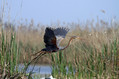 Rjava_caplja_Purple_heron_09.jpg