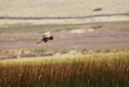 Ime datoteke=Rjava_caplja_Purple_heron_11.jpg
Velikost datoteke=255KB
Dimenzija=1000x667
Datum objave=20.03.2016 Rjava_caplja_Purple_heron_11.jpg