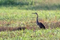 Ime datoteke=Rjava_caplja_Purple_heron_12.jpg
Velikost datoteke=297KB
Dimenzija=900x600
Datum objave=22.05.2016 Rjava_caplja_Purple_heron_12.jpg