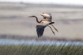 Ime datoteke=Rjava_caplja_Purple_heron_21.jpg
Velikost datoteke=213KB
Dimenzija=1000x667
Datum objave=04.04.2022 Rjava_caplja_Purple_heron_21.jpg