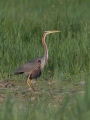 Ime datoteke=Rjava_caplja_Purple_heron_22.jpg
Velikost datoteke=277KB
Dimenzija=675x900
Datum objave=04.04.2022 Rjava_caplja_Purple_heron_22.jpg
