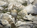 Rjava_cipa_Tawny_pipit_Anthus_campestris_06.jpg