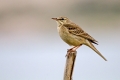 Rjava_cipa_Tawny_pipit_Anthus_campestris_08.jpg