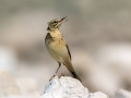 Rjava_cipa_Tawny_pipit_Anthus_campestris_13.jpg