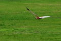 Ime datoteke=Rjavi_lunj_Marsh_harrier_Circus_aeruginosus_Orli_Accipitridae_04.jpg
Velikost datoteke=118KB
Dimenzija=800x534
Datum objave=12.01.2010 Rjavi_lunj_Marsh_harrier_Circus_aeruginosus_Orli_Accipitridae_04.jpg