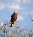 Ime datoteke=Rjavi_lunj_Marsh_harrier_Circus_aeruginosus_Orli_Accipitridae_05.jpg
Velikost datoteke=146KB
Dimenzija=722x800
Datum objave=03.02.2010 Rjavi_lunj_Marsh_harrier_Circus_aeruginosus_Orli_Accipitridae_05.jpg