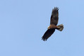 Ime datoteke=Rjavi_lunj_Marsh_harrier_Circus_aeruginosus_Orli_Accipitridae_06.jpg
Velikost datoteke=169KB
Dimenzija=800x533
Datum objave=28.02.2010 Rjavi_lunj_Marsh_harrier_Circus_aeruginosus_Orli_Accipitridae_06.jpg