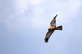 Ime datoteke=Rjavi_lunj_Marsh_harrier_Circus_aeruginosus_Orli_Accipitridae_07.jpg
Velikost datoteke=132KB
Dimenzija=800x533
Datum objave=10.07.2010 Rjavi_lunj_Marsh_harrier_Circus_aeruginosus_Orli_Accipitridae_07.jpg