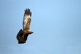 Ime datoteke=Rjavi_lunj_Marsh_harrier_Circus_aeruginosus_Orli_Accipitridae_08.jpg
Velikost datoteke=189KB
Dimenzija=800x533
Datum objave=12.06.2010 Rjavi_lunj_Marsh_harrier_Circus_aeruginosus_Orli_Accipitridae_08.jpg