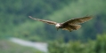 Ime datoteke=Rjavi_lunj_Marsh_harrier_Circus_aeruginosus_Orli_Accipitridae_10.jpg
Velikost datoteke=188KB
Dimenzija=1000x508
Datum objave=24.01.2016 Rjavi_lunj_Marsh_harrier_Circus_aeruginosus_Orli_Accipitridae_10.jpg