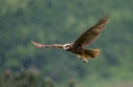 Ime datoteke=Rjavi_lunj_Marsh_harrier_Circus_aeruginosus_Orli_Accipitridae_11.jpg
Velikost datoteke=213KB
Dimenzija=950x633
Datum objave=21.02.2016 Rjavi_lunj_Marsh_harrier_Circus_aeruginosus_Orli_Accipitridae_11.jpg