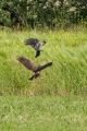 Ime datoteke=Rjavi_lunj_Marsh_harrier_Circus_aeruginosus_Orli_Accipitridae_13.jpg
Velikost datoteke=423KB
Dimenzija=600x900
Datum objave=20.03.2016 Rjavi_lunj_Marsh_harrier_Circus_aeruginosus_Orli_Accipitridae_13.jpg