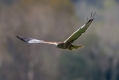 Ime datoteke=Rjavi_lunj_Marsh_harrier_Circus_aeruginosus_Orli_Accipitridae_15.jpg
Velikost datoteke=212KB
Dimenzija=1000x667
Datum objave=09.08.2016 Rjavi_lunj_Marsh_harrier_Circus_aeruginosus_Orli_Accipitridae_15.jpg