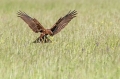 Ime datoteke=Rjavi_lunj_Marsh_harrier_Circus_aeruginosus_Orli_Accipitridae_16.jpg
Velikost datoteke=282KB
Dimenzija=950x633
Datum objave=19.02.2017 Rjavi_lunj_Marsh_harrier_Circus_aeruginosus_Orli_Accipitridae_16.jpg