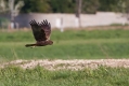 Ime datoteke=Rjavi_lunj_Marsh_harrier_Circus_aeruginosus_Orli_Accipitridae_17.jpg
Velikost datoteke=267KB
Dimenzija=1000x667
Datum objave=01.02.2020 Rjavi_lunj_Marsh_harrier_Circus_aeruginosus_Orli_Accipitridae_17.jpg