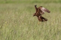 Ime datoteke=Rjavi_lunj_Marsh_harrier_Circus_aeruginosus_Orli_Accipitridae_18.jpg
Velikost datoteke=267KB
Dimenzija=950x633
Datum objave=30.10.2016 Rjavi_lunj_Marsh_harrier_Circus_aeruginosus_Orli_Accipitridae_18.jpg