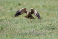 Ime datoteke=Rjavi_lunj_Marsh_harrier_Circus_aeruginosus_Orli_Accipitridae_20.jpg
Velikost datoteke=313KB
Dimenzija=1000x667
Datum objave=01.02.2020 Rjavi_lunj_Marsh_harrier_Circus_aeruginosus_Orli_Accipitridae_20.jpg