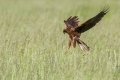 Rjavi_lunj_Marsh_harrier_Circus_aeruginosus_Orli_Accipitridae_22.jpg