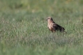 Ime datoteke=Rjavi_lunj_Marsh_harrier_Circus_aeruginosus_Orli_Accipitridae_23.jpg
Velikost datoteke=287KB
Dimenzija=1000x667
Datum objave=01.02.2020 Rjavi_lunj_Marsh_harrier_Circus_aeruginosus_Orli_Accipitridae_23.jpg
