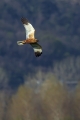 Ime datoteke=Rjavi_lunj_Marsh_harrier_Circus_aeruginosus_Orli_Accipitridae_25.jpg
Velikost datoteke=203KB
Dimenzija=600x900
Datum objave=07.04.2018 Rjavi_lunj_Marsh_harrier_Circus_aeruginosus_Orli_Accipitridae_25.jpg