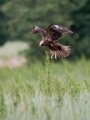 Ime datoteke=Rjavi_lunj_Marsh_harrier_Circus_aeruginosus_Orli_Accipitridae_27.jpg
Velikost datoteke=238KB
Dimenzija=675x900
Datum objave=01.07.2018 Rjavi_lunj_Marsh_harrier_Circus_aeruginosus_Orli_Accipitridae_27.jpg