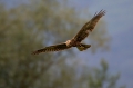 Rjavi_lunj_Marsh_harrier_Circus_aeruginosus_Orli_Accipitridae_30.jpg