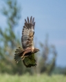 Ime datoteke=Rjavi_lunj_Marsh_harrier_Circus_aeruginosus_Orli_Accipitridae_31.jpg
Velikost datoteke=213KB
Dimenzija=720x900
Datum objave=04.04.2022 Rjavi_lunj_Marsh_harrier_Circus_aeruginosus_Orli_Accipitridae_31.jpg