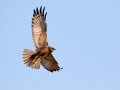 Ime datoteke=Rjavi_lunj_Marsh_harrier_Circus_aeruginosus_Orli_Accipitridae_51.jpg
Velikost datoteke=160KB
Dimenzija=900x675
Datum objave=07.04.2018 Rjavi_lunj_Marsh_harrier_Circus_aeruginosus_Orli_Accipitridae_51.jpg