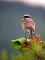 Ime datoteke=Rjavi_srakoper_Red_backed_shrike_11.jpg
Velikost datoteke=152KB
Dimenzija=600x800
Datum objave=19.07.2009 Rjavi_srakoper_Red_backed_shrike_11.jpg