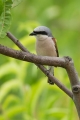 Rjavi_srakoper_Red_backed_shrike_16.jpg