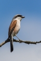 Rjavi_srakoper_Red_backed_shrike_18.jpg