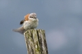 Rjavi_srakoper_Red_backed_shrike_19.jpg