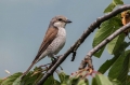 Ime datoteke=Rjavi_srakoper_Red_backed_shrike_23.jpg
Velikost datoteke=249KB
Dimenzija=950x633
Datum objave=12.08.2017 Rjavi_srakoper_Red_backed_shrike_23.jpg