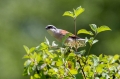 Rjavi_srakoper_Red_backed_shrike_24.jpg