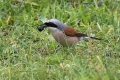 Rjavi_srakoper_Red_backed_shrike_25.jpg