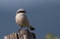 Rjavi_srakoper_Red_backed_shrike_29.jpg