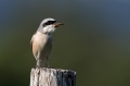 Rjavi_srakoper_Red_backed_shrike_32.jpg