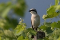 Rjavi_srakoper_Red_backed_shrike_34.jpg