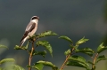 Rjavi_srakoper_Red_backed_shrike_36.jpg