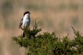 Ime datoteke=Rjavoglavi_srakoper_Woodchat_shrike_Lanius_senator_Srakoperji_Laniidae_04.jpg
Velikost datoteke=253KB
Dimenzija=900x600
Datum objave=19.04.2015 Rjavoglavi_srakoper_Woodchat_shrike_Lanius_senator_Srakoperji_Laniidae_04.jpg