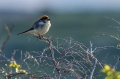 Ime datoteke=Rjavoglavi_srakoper_Woodchat_shrike_Lanius_senator_Srakoperji_Laniidae_07.jpg
Velikost datoteke=216KB
Dimenzija=950x633
Datum objave=20.03.2016 Rjavoglavi_srakoper_Woodchat_shrike_Lanius_senator_Srakoperji_Laniidae_07.jpg