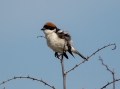 Ime datoteke=Rjavoglavi_srakoper_Woodchat_shrike_Lanius_senator_Srakoperji_Laniidae_11.jpg
Velikost datoteke=216KB
Dimenzija=950x712
Datum objave=10.05.2017 Rjavoglavi_srakoper_Woodchat_shrike_Lanius_senator_Srakoperji_Laniidae_11.jpg