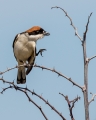 Ime datoteke=Rjavoglavi_srakoper_Woodchat_shrike_Lanius_senator_Srakoperji_Laniidae_12.jpg
Velikost datoteke=284KB
Dimenzija=720x900
Datum objave=19.02.2017 Rjavoglavi_srakoper_Woodchat_shrike_Lanius_senator_Srakoperji_Laniidae_12.jpg