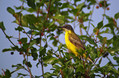 Rumena_pastirica_Yellow_wagtail_09.jpg