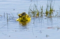 Rumena_pastirica_Yellow_wagtail_14.jpg