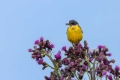 Rumena_pastirica_Yellow_wagtail_24.jpg