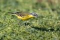 Rumena_pastirica_Yellow_wagtail_26.jpg