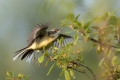 Rumena_pastirica_Yellow_wagtail_29.jpg